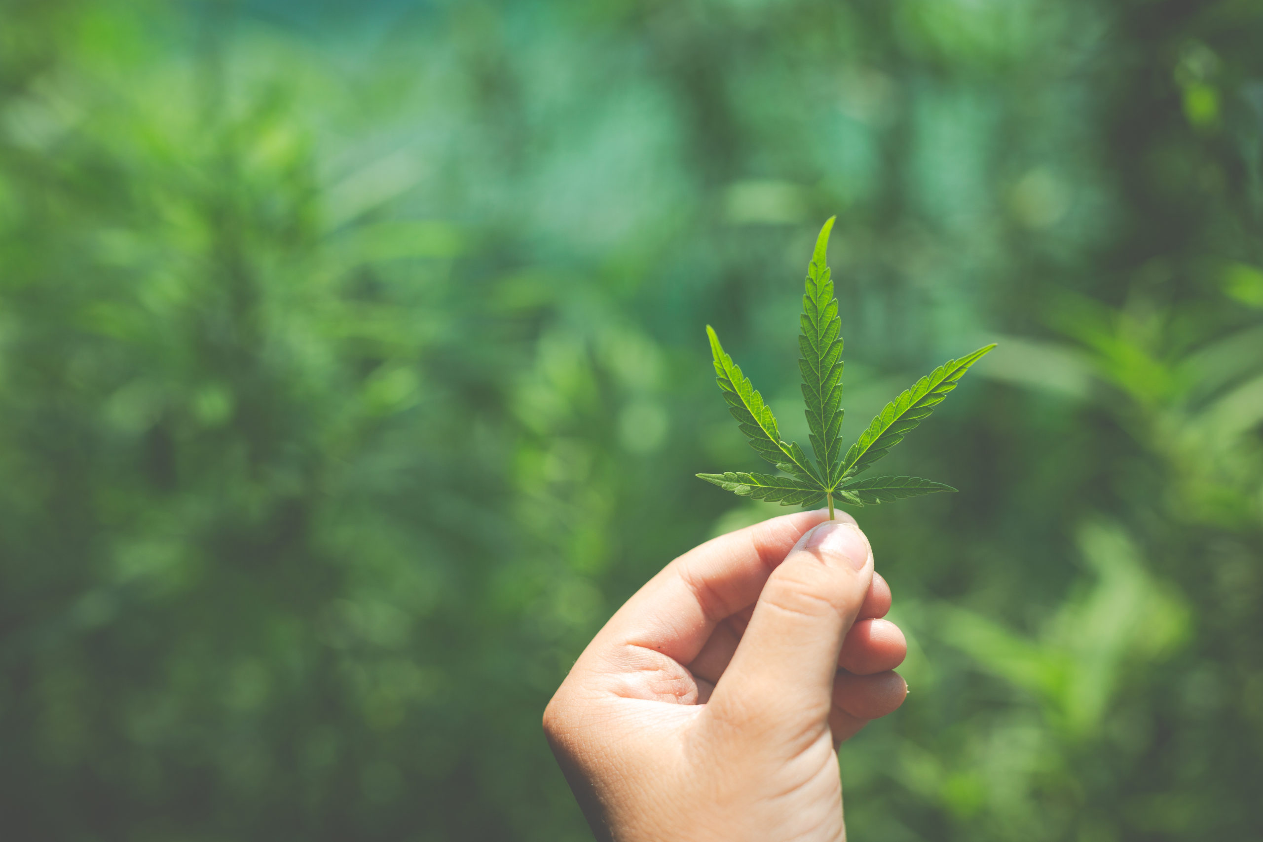 What Cannabis Brands Should be Considering for Digital Campaigns